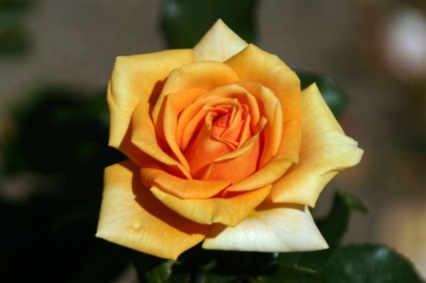 Irish Roses 1