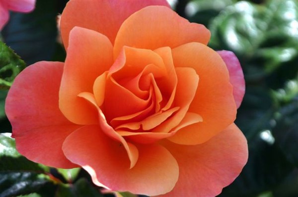 Irish Roses 3