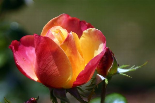 Irish Roses 4