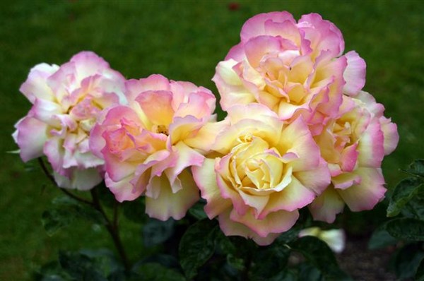 Irish Roses 5