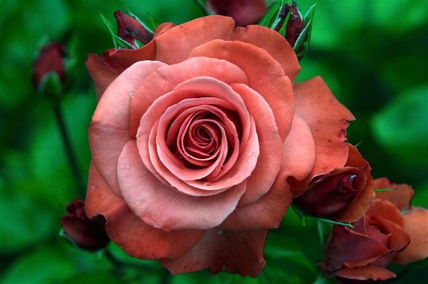 Irish Roses 6